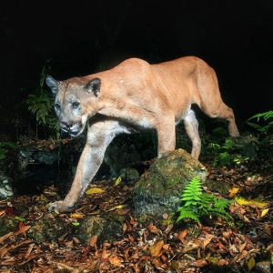 Florida Panther: Preserving Critical Habitats Photo Gallery | Cypress Cove Landkeepers