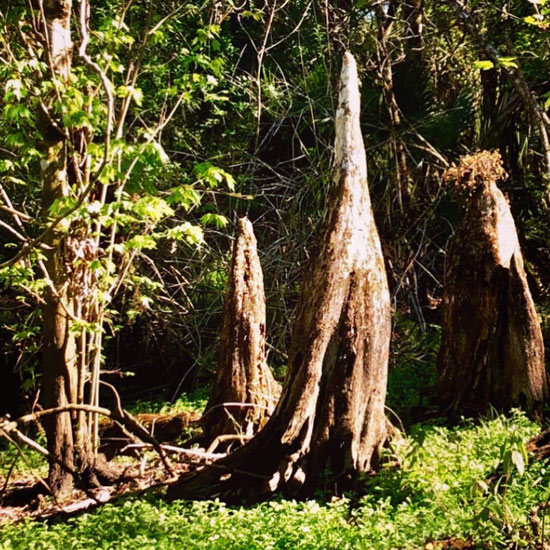 Cypress Knees near the trails at Gore Nature Education Center | Donate to Cypress Cove Landkeepers
